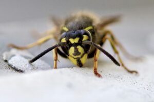 yellow and black bee on white snow