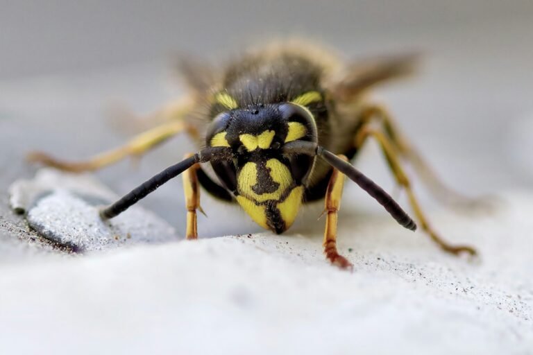 yellow and black bee on white snow