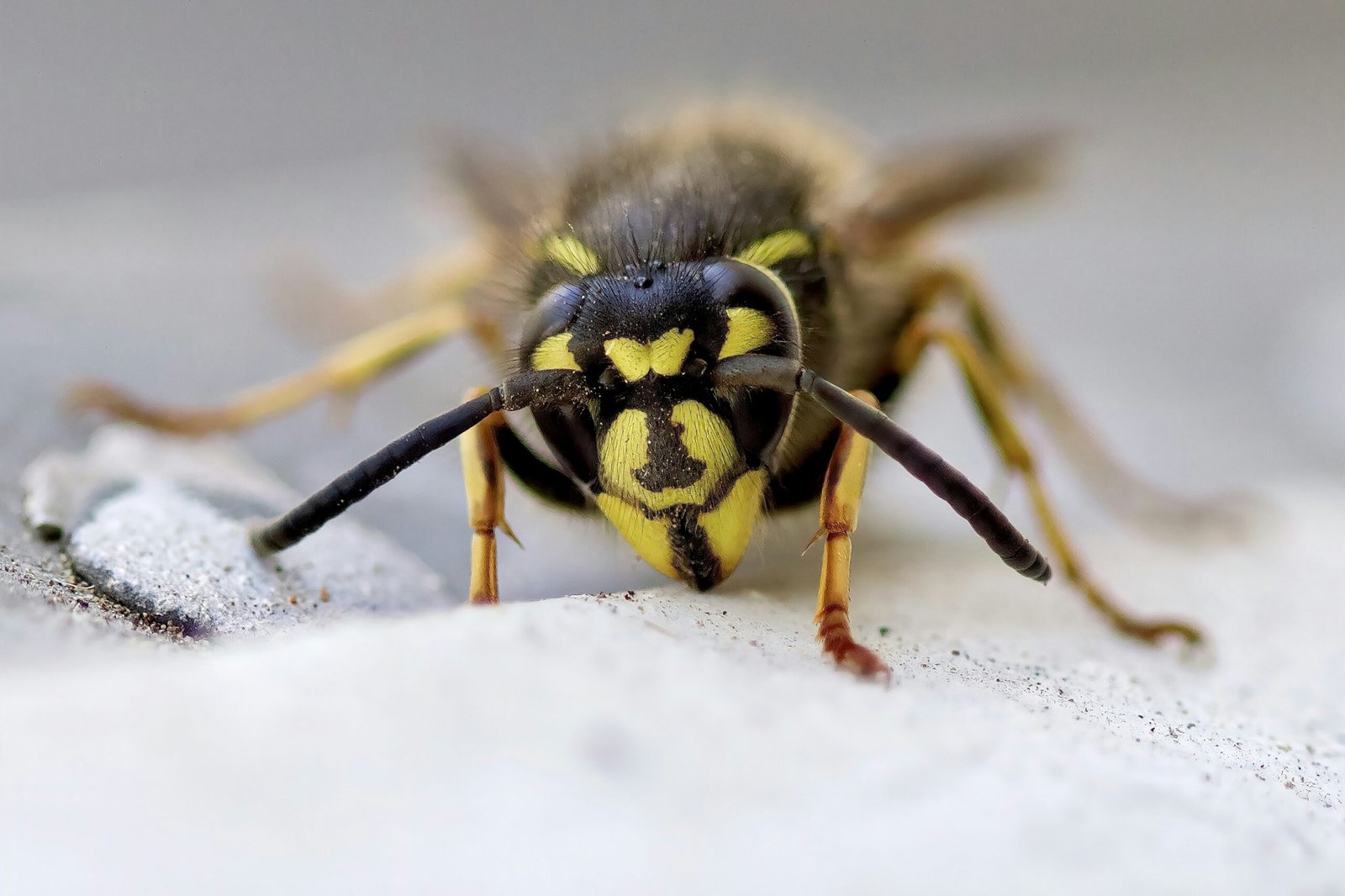 yellow and black bee on white snow