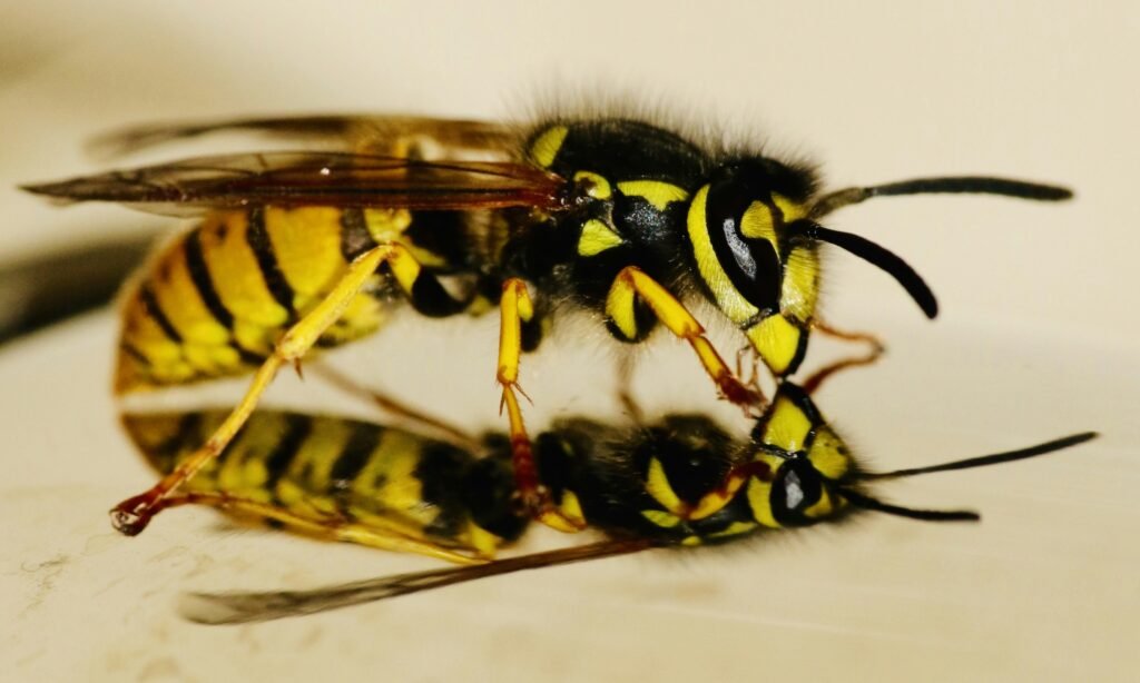 yellow and black wasp in close up photography Wespen vertreiben