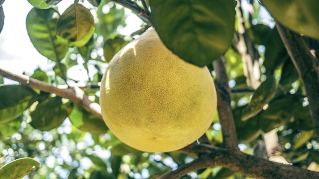 yellow fruit yellow fruit
