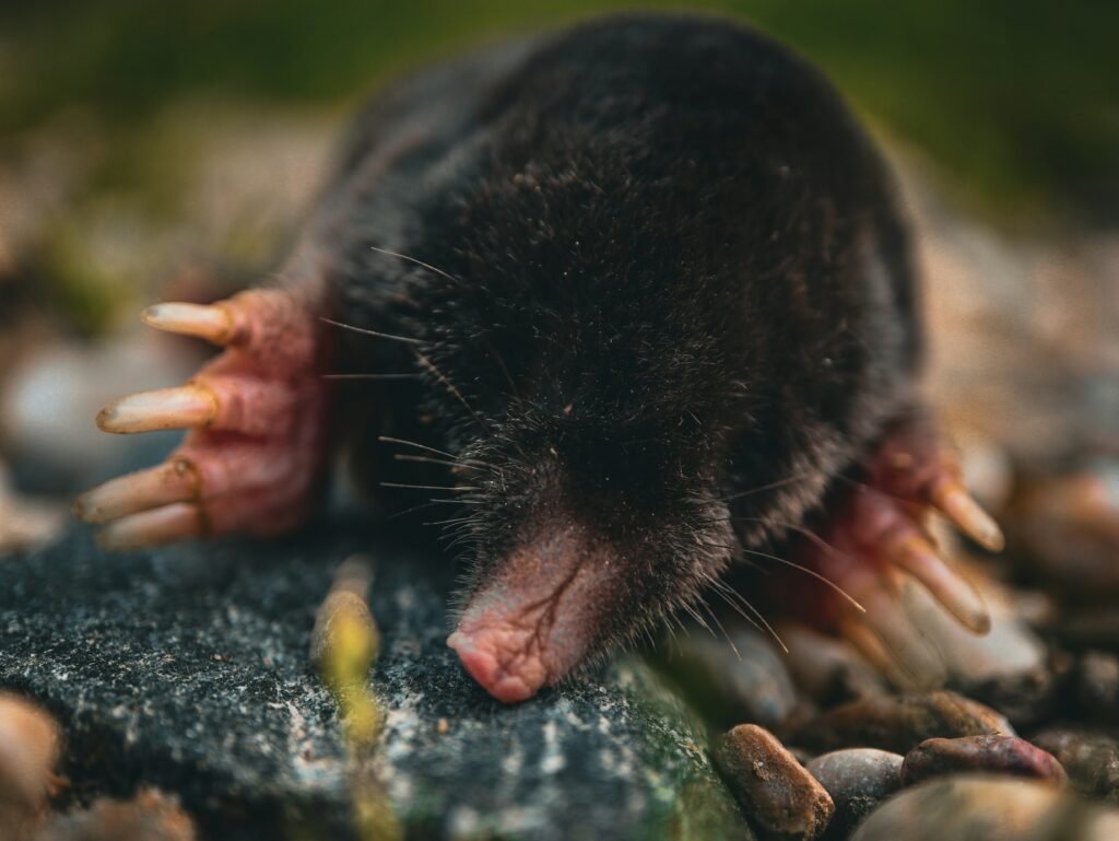 a small animal with long nails on it's head