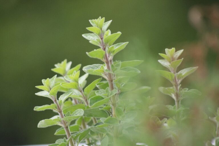 green and white plant in close up photography