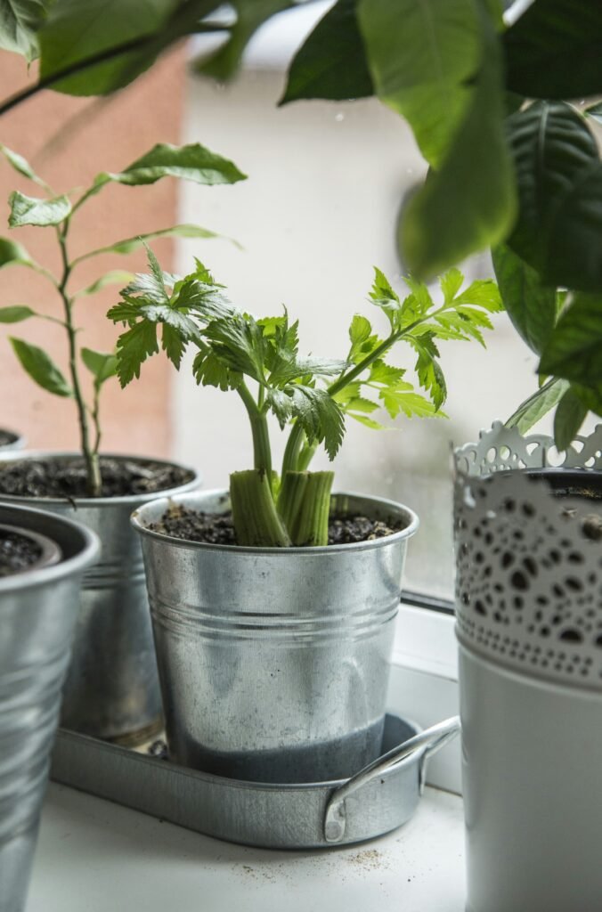 green plant on white ceramic pot Sellerie 4