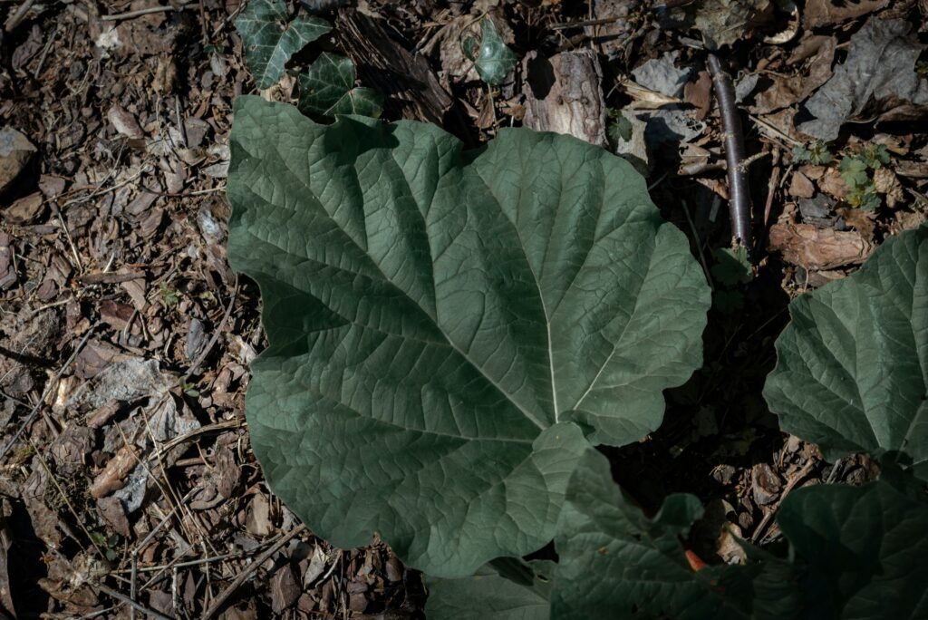 A large leaf rests upon the forest floor.