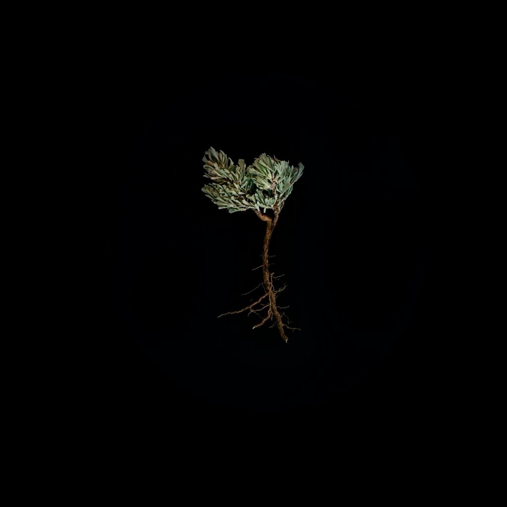 green-leafed plant