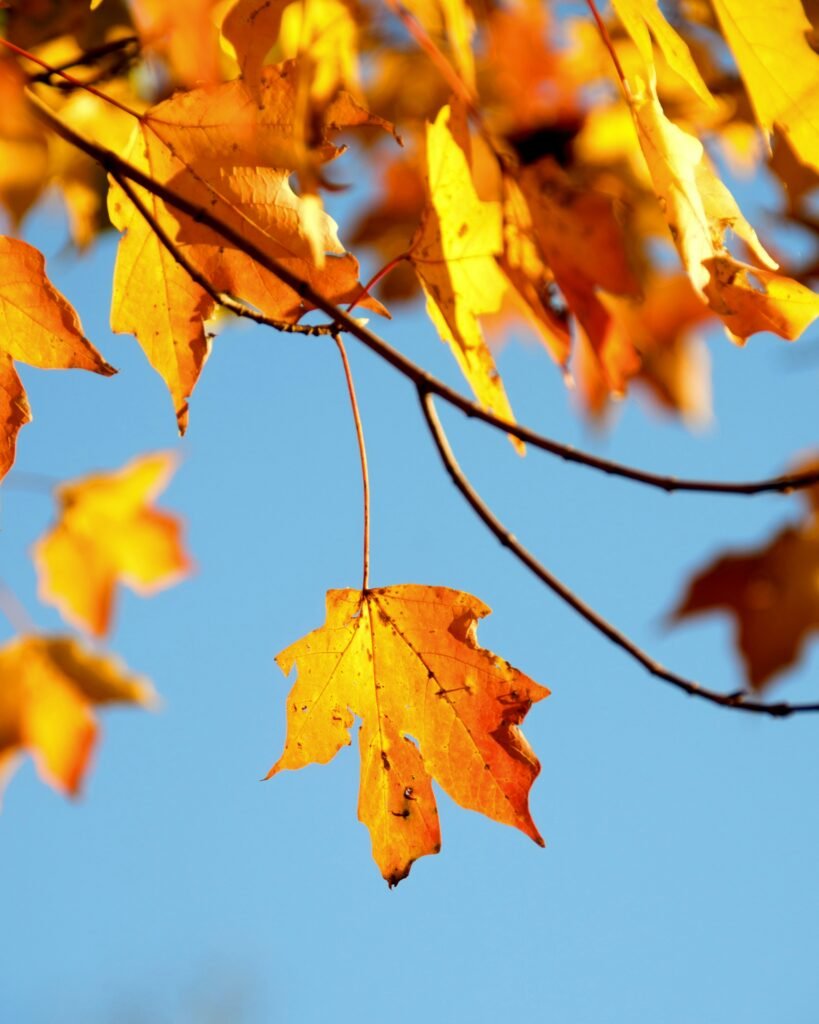 Herbstblatt als Symbol fuer saisonale Gartenpflege